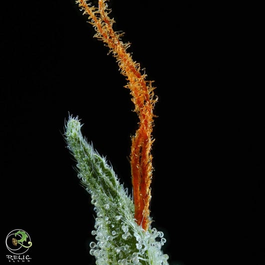 Speakeasy presents Raclette V2