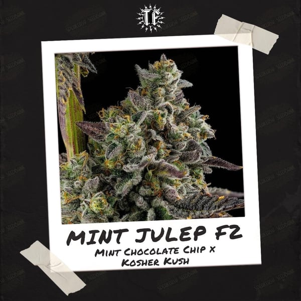 Mint Julep F2 by Thunderfudge Genetics
