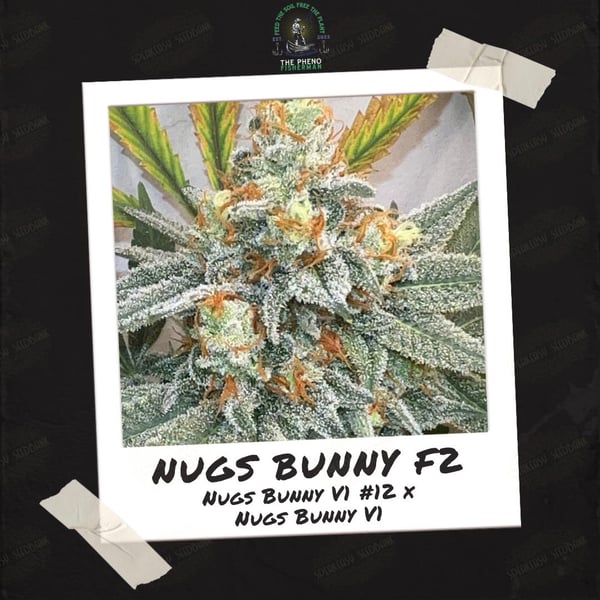Nugs Bunny F2 by Pheno Fisherman