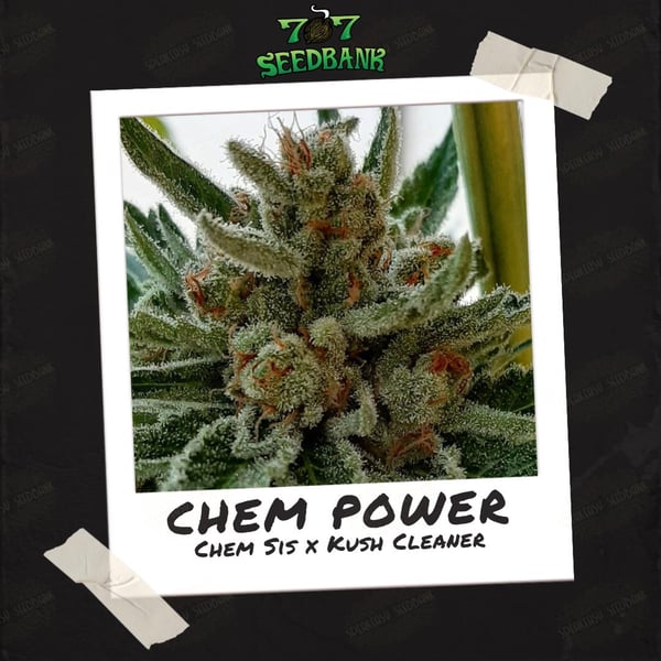 Chem Power by 707 Seedbank