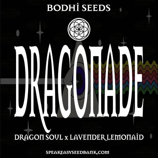 Bodhi presents Dragonade