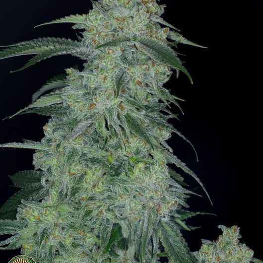 Speakeasy presents Lavender e