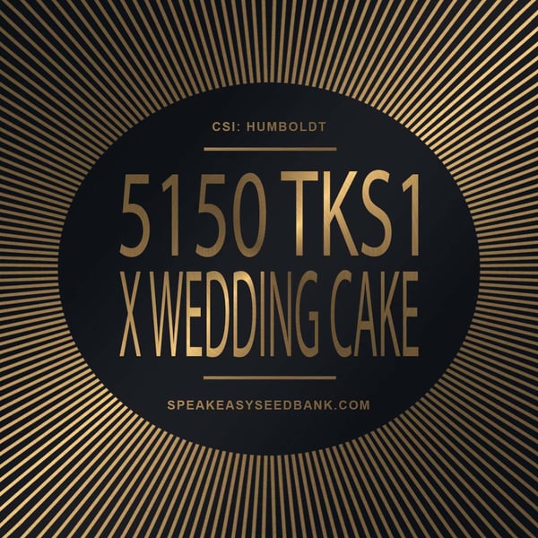 Speakeasy presents 5150 TK x Wedding Cake