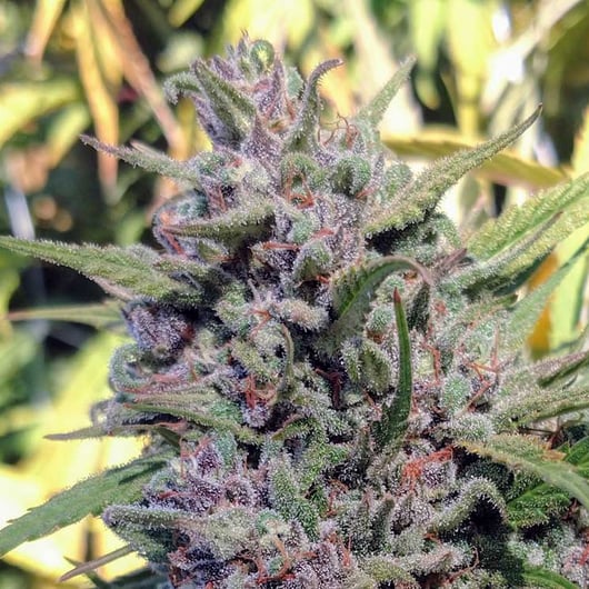 Strain: Betsy | Seedmaker: 707 Seedbank