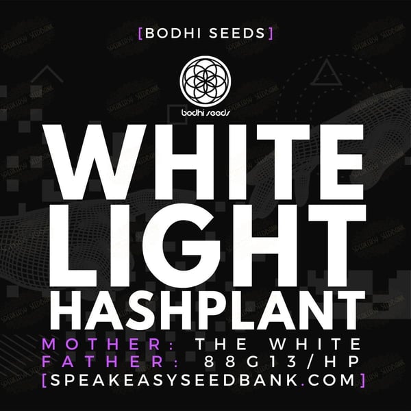 Whitelight Hashplant by Bodhi Seeds