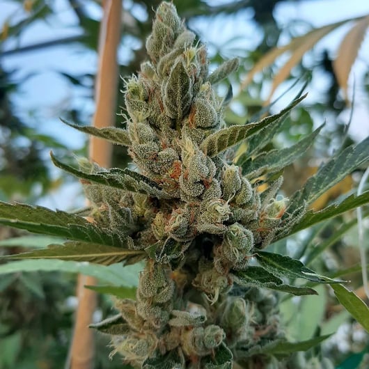 Strain: Bees Knees | Seedmaker: 707 Seedbank