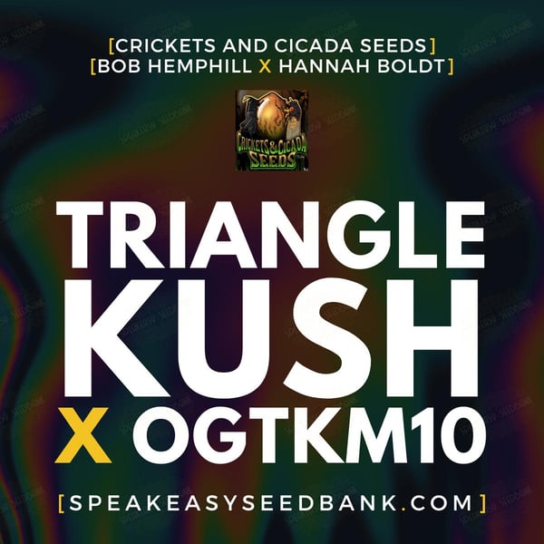 Triangle Kush x OGTKM10 by Crickets and Cicada Seeds