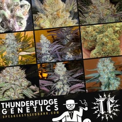 Thunderfudge Genetics | Speakeasy Collection