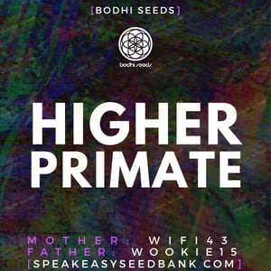 Higher Primate by Bodhi Seeds