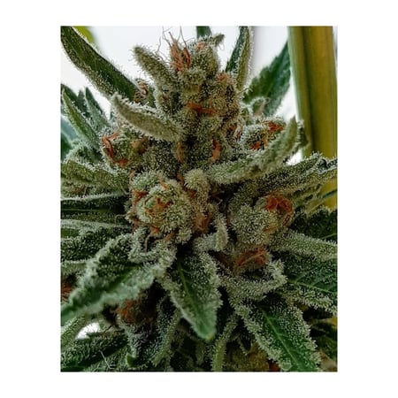 707 OG Kush