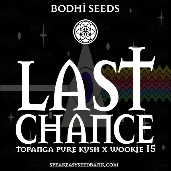 Bodhi Seeds presents Last Chance