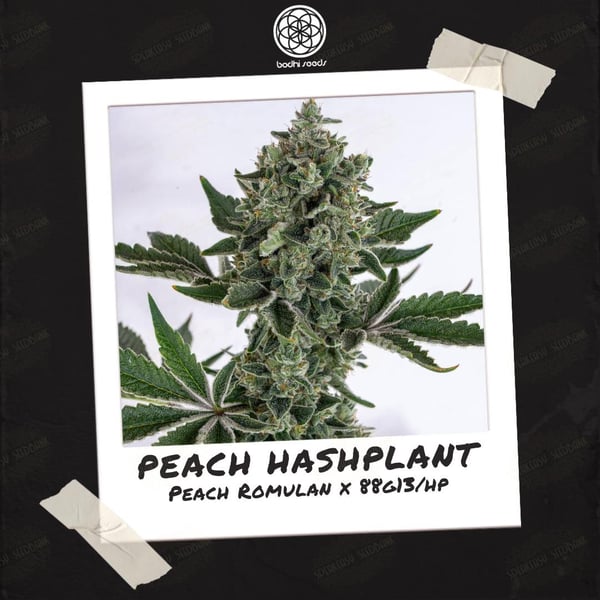 Polaroid of a live, all-green, flowering cannabis plant with a white background labeled as Peach Hashplant.