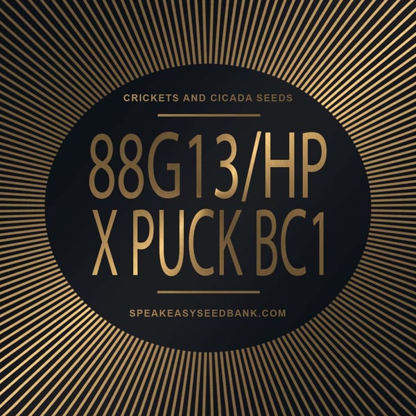 Speakeasy presents 88G13/HP x Puck Backcross