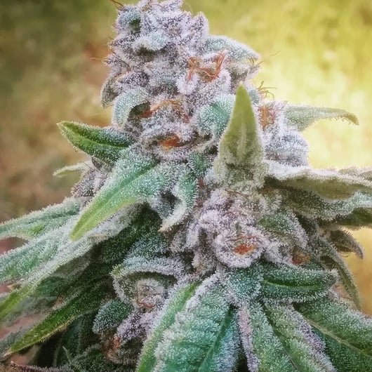 Strain: 707 Lemon Tree | Seedmaker: 707 Seedbank