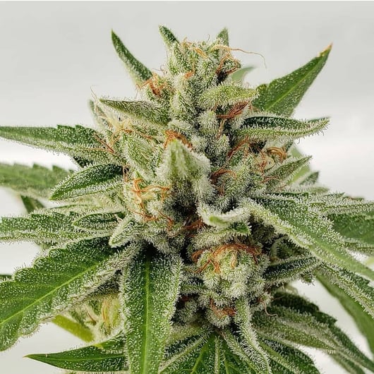 Lime Pop Kush F3 #3 2018