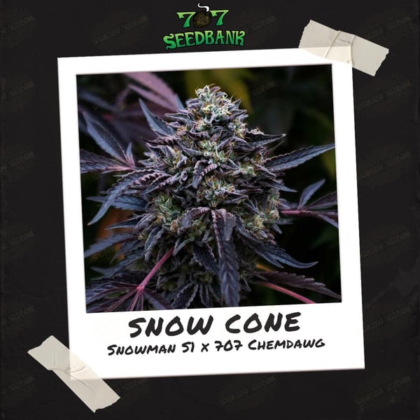 Snow Cone Strain (Seeds) • Rare Snowman From Cookies Pie Guy