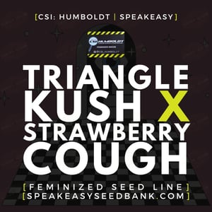 Triangle Kush x Strawberry Cough by CSI Humboldt
