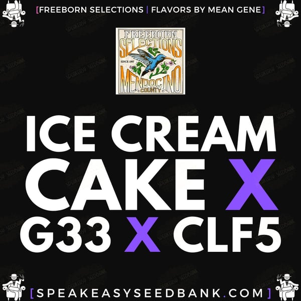 Ice Cream Cake x Gelato 33 x Cherry Limeade Strain (Seeds) 🎂
