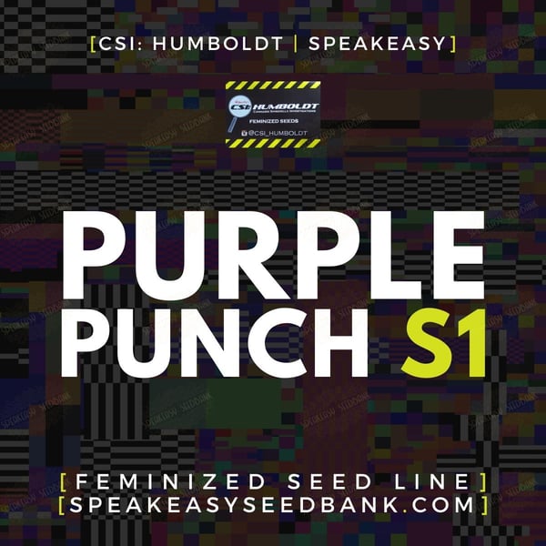 Purple Punch S1 by CSI Humboldt