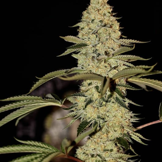 Strain: Schism | Seedmaker: Skunk VA (Lucky Dog Seed Co)