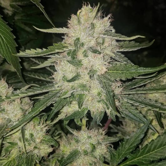 Strain: Chem Flyer | Seedmaker: Skunk VA (Lucky Dog Seed Co)