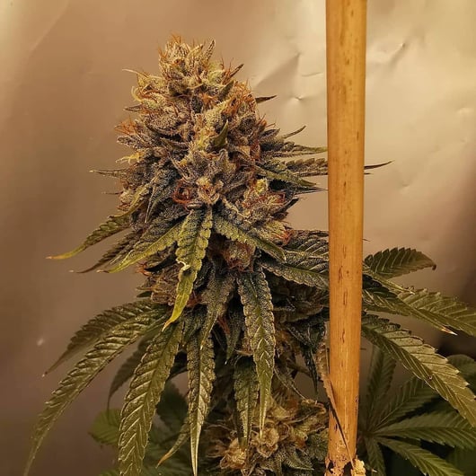 Sky Cuddler Kush F3