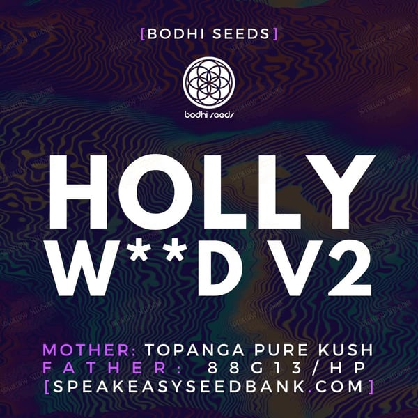 Hollyw__d V2 by Bodhi Seeds