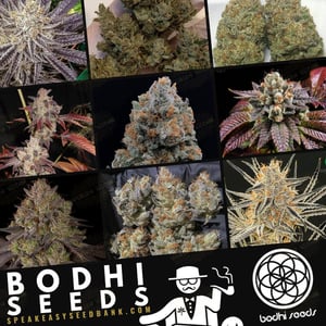 Bodhi Seeds