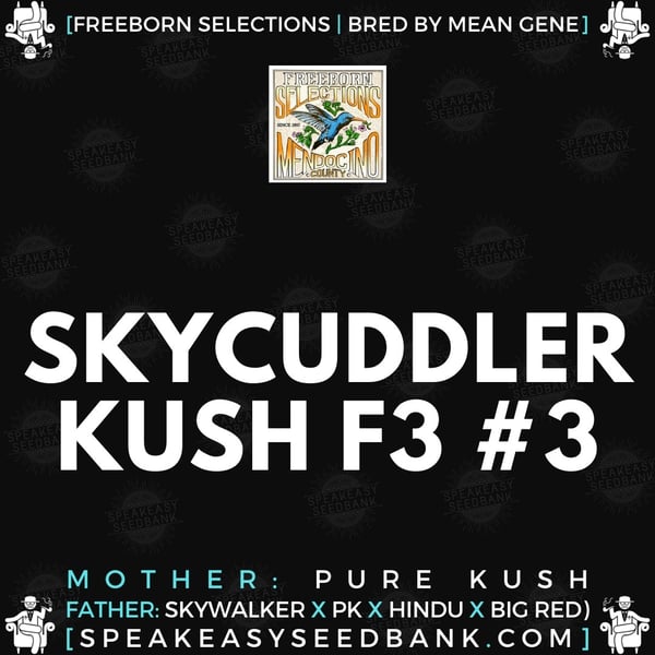 Speakeasy presents Skycuddler Kush F3
