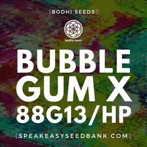 Bubblegum x 88G13 Hashplant by Bodhi Seeds