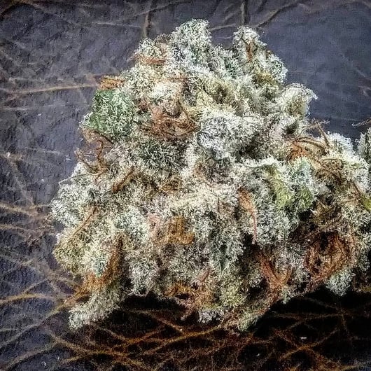 Speakeasy Showcase presents Love Candy