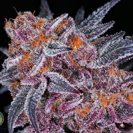 Dynasty Genetics presents Periwinkle Pez