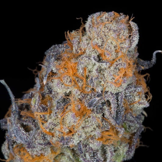 Speakeasy presents Huckleberry Punch