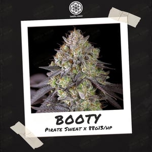 Booty by Bodhi Seeds