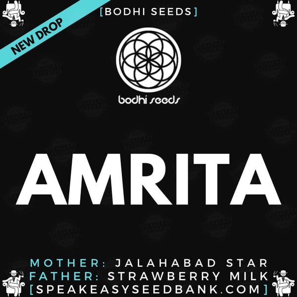 Speakeasy presents Amrita