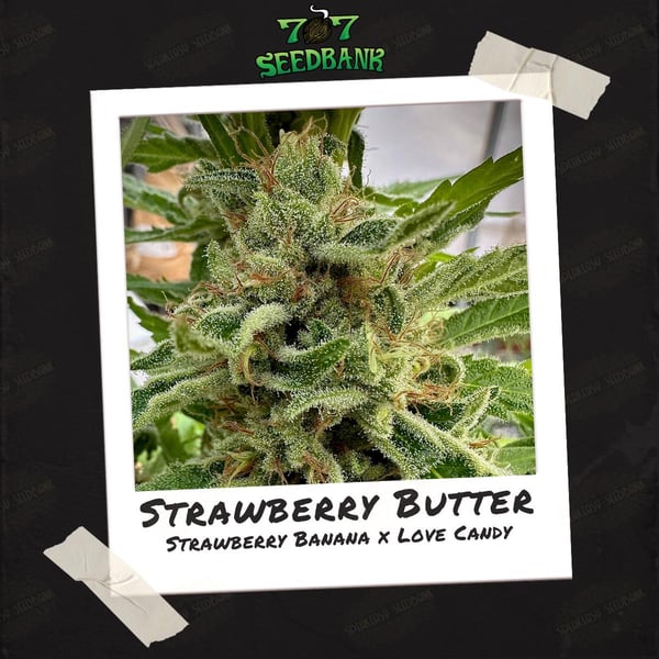 Strawberry Butter by 707 Seedbank