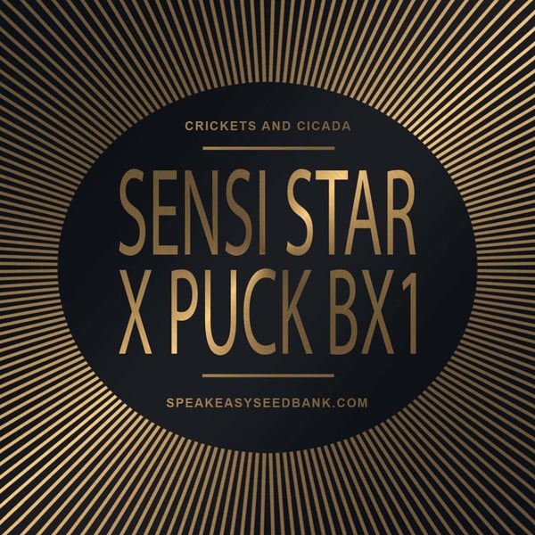 Speakeasy presents Sensi Star x Puck BC1`