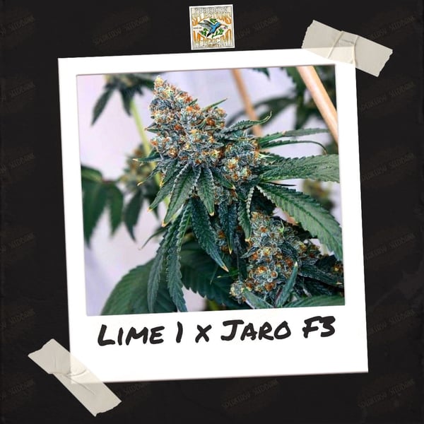 Lime 1 x Jaro F3