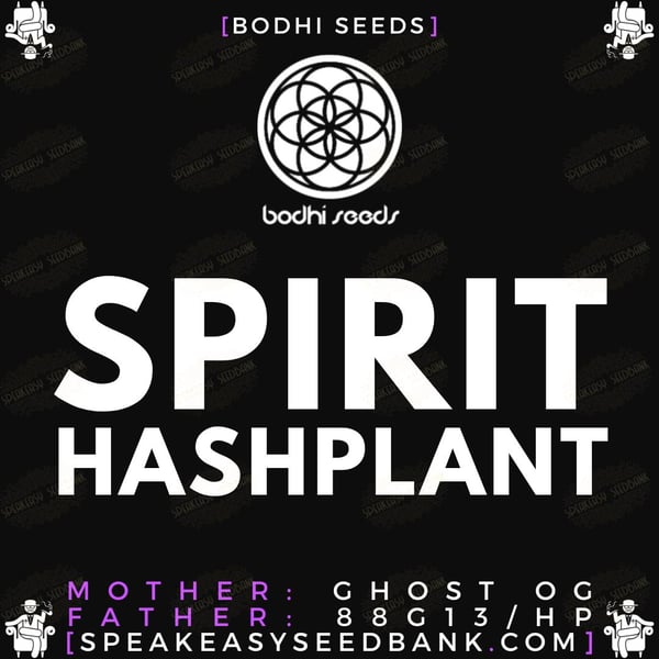 Spirit Hashplant by Bodhi Seeds