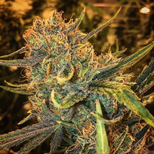 Supernatural Selections no.001 - Dread Bread