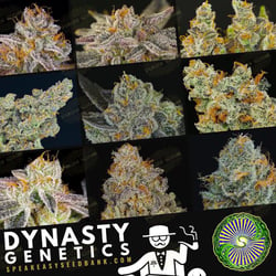 Dynasty Genetics | Speakeasy Collection