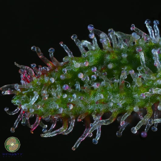 Speakeasy presents Lava Fields