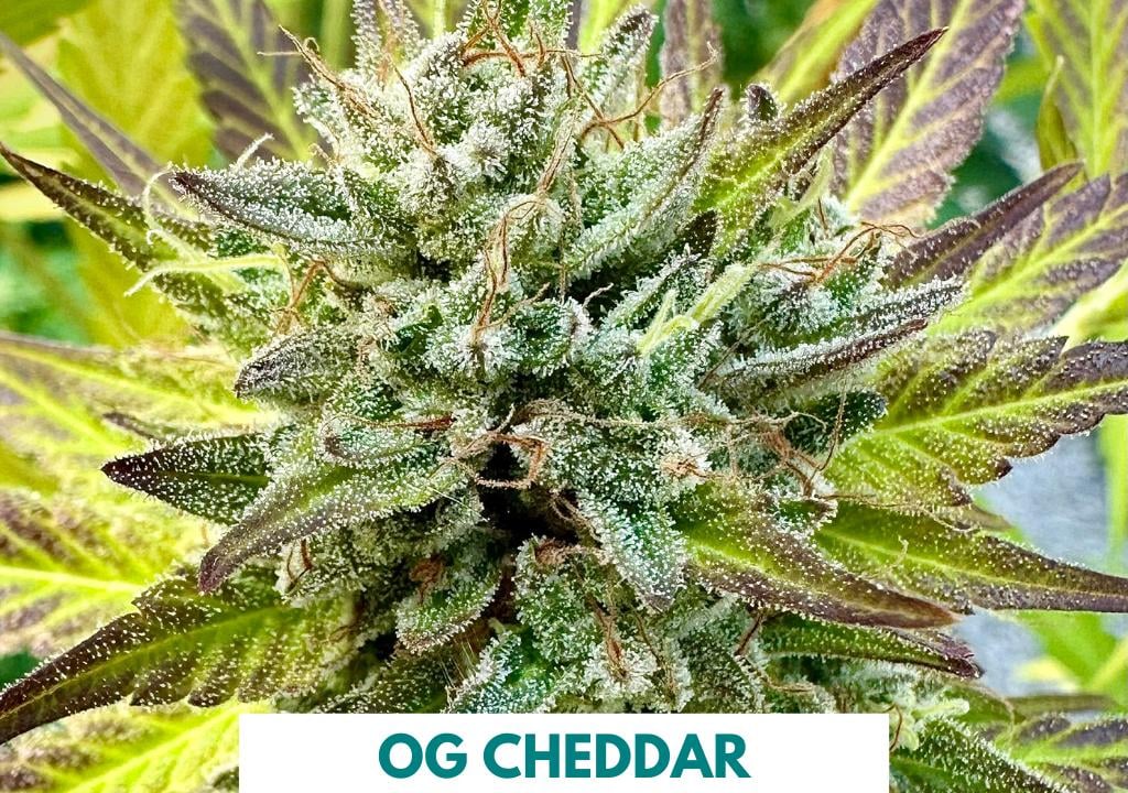 707 Seed Bank – Cat Piss & Chem Dawg Seeds By Sha Bud 707 Seed Bank – Cat Piss & Chem Dawg Seeds By Sha Bud