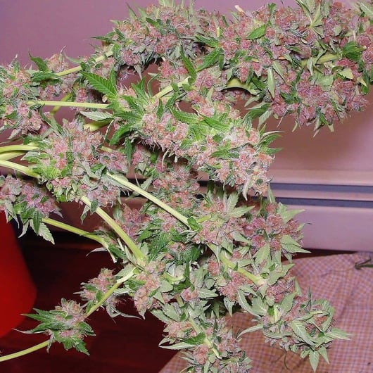 Magenta Hashplant v2