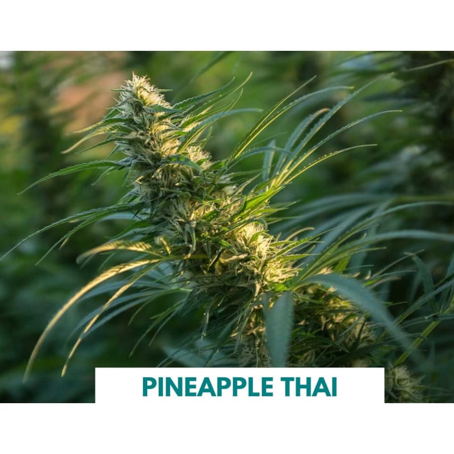 707 Seed Bank California – Pineapple Thai | Sativa Dominant Strain