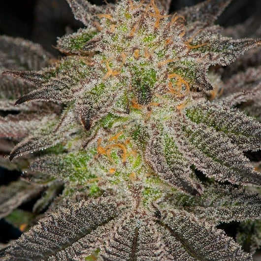 Speakeasy presents Blue Magoo BX3