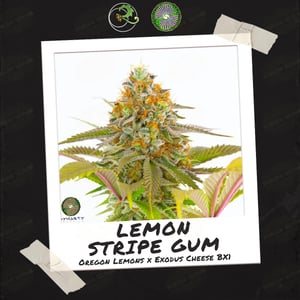 Lemon Stripe Gum by Relic Seeds