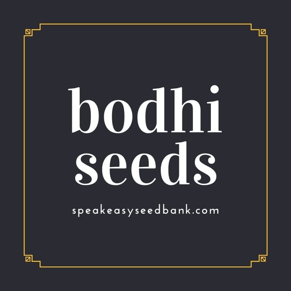 Speakeasy presents Bodhi Seeds