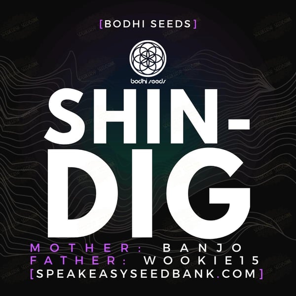 Shindig by Bodhi Seeds
