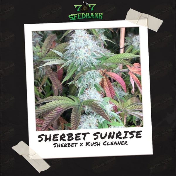 Sherbet Sunrise by 707 Seed Bank